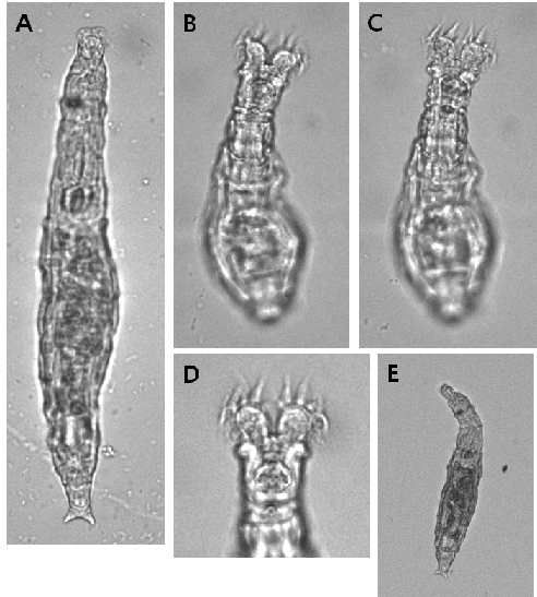 Habrotrocha alacris Milne, 1916: A. creeping, dorsal view; B-C. feeding, dorsal view; D. feeding head and neck, dorsal view; E. creeping, dorsal view