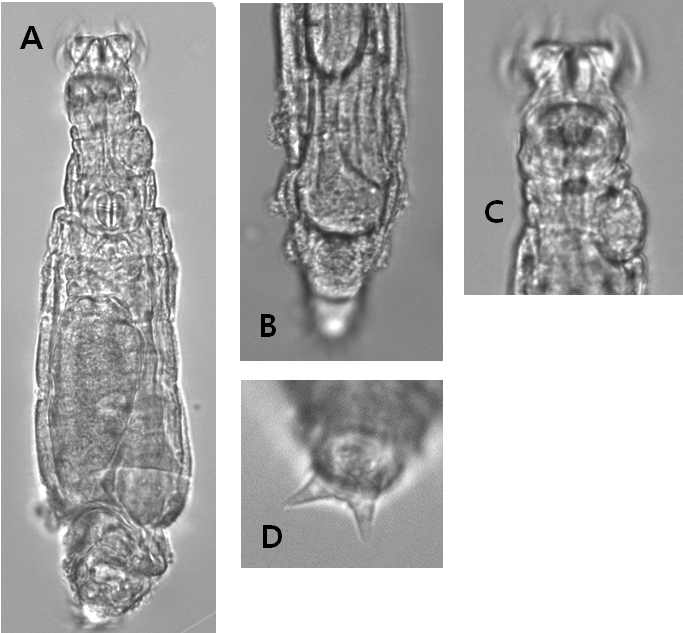 Habrotrocha elusa Milne, 1916: A. feeding, dorsal view; B. creeping trunk and rump, dorsal view; C. feeding head and neck, dorsal view; D. spurs and toes, ventral view