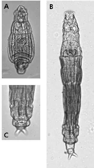 Macrotrachela punctata (Murray, 1911): A. creeping trunk, dorsal view; B. creeping, dorsal view; C. creeping trunk and rump, dorsal view