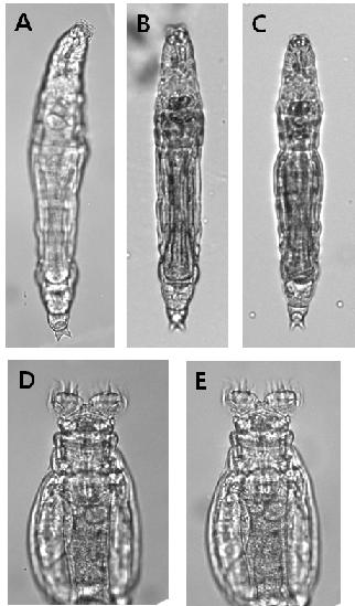 Mniobia edmondsoni Burger, 1948: A. creeping, ventral view; B-C. creeping, dorsal view; D-E. feeding, dorsal view
