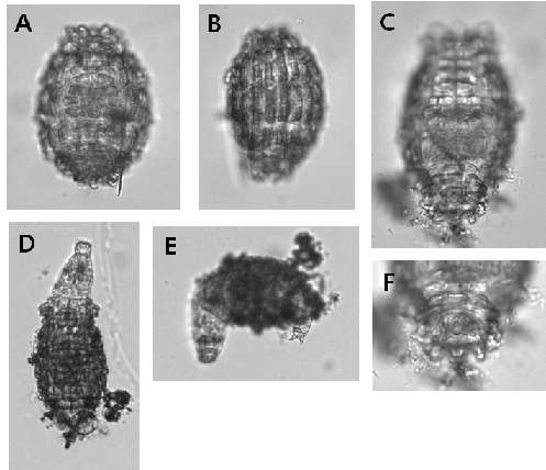 Mniobia incrassata (Murray, 1905): A. trunk, ventral view; B. trunk, dorsolateral view; C. creeping, ventral view; D. creeping, dorsal view; E. creeping, dorsolateral view; F. rump and spurs, ventral view