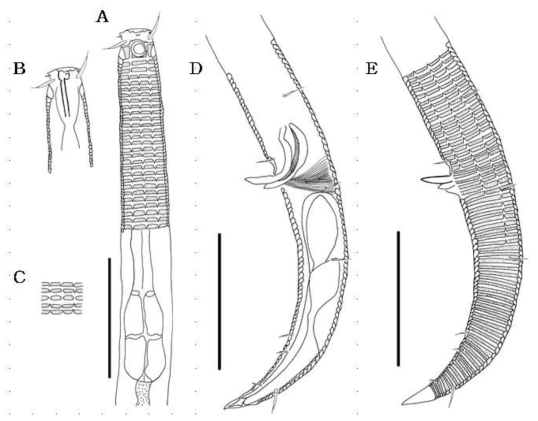 Nudora sp. nov., male. A, anterior region, lateral; B, anterior bulb; C, cuticle patten, lateral; D, posterior region, lateral; E, posterior region cuticle patten. Scale bars: 50 ㎛ (A, D, E)