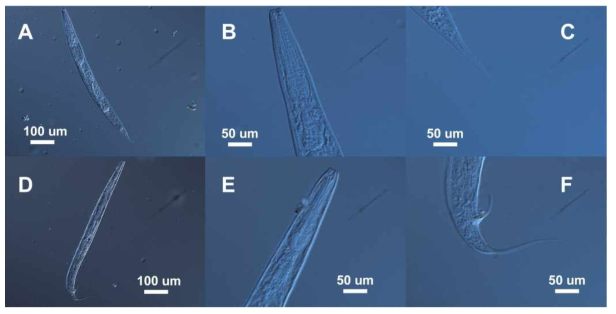 Pristionchus sp. n.. A. Female. whole body. 100X; B. Female. head and esophagus region. 400X; C. Female. tail region. 400X; D. Male. whole body. 100X; E. Male. head and esophagus region. 400X; F. Male. tail region. 400X