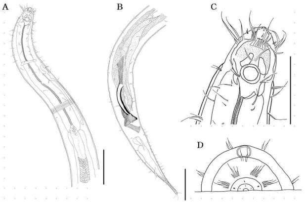 Sphaerolaimus sp. nov. male. A, anterior region, lateral; B, posterior region, lateral; C, male buccal cavity, lateral; D, cephalic setae patten, apical view. Scale bars: 100 ㎛ (A, B), 50 ㎛ (C)