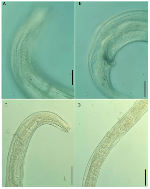 Ptycholaimellus longibulbus Chunming, Liguo and Yong, 2015, potomicrographs. A, cuticle patten, lateral; B, male, spicule and gubernaculam, lateral; C, anterior region (posterior double bulb, ventral gland), lateral; D, female reproduction organs. Scale bars: 20 ㎛ (A, B), 50 ㎛ (C, D)