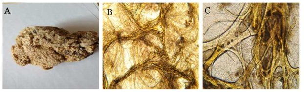 Bergquistia n. sp. 1 A, Entire animal; B, Surface skeletal structure; C, Closed skeletal structure