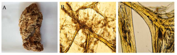 Bergquistia n. sp. 2 A, Entire animal; B, Surface skeletal structure; C, Closed skeletal structure