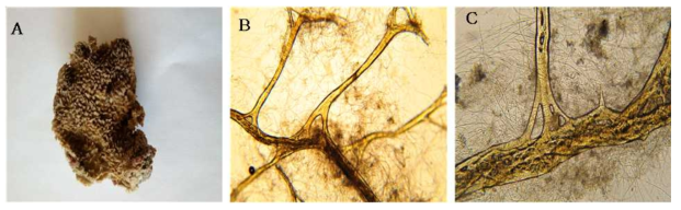 Bergquistia n. sp. 3 A, Entire animal; B, Surface skeletal structure; C, Primary and secondary fibres