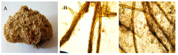 Bergquistia n. sp. 5 A, Entire animal; B, Surface skeletal structure; C, Long primary fibres