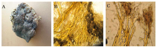 Bergquistia n. sp. 5 A, Entire animal; B, Surface skeletal structure; C, Long primary fibres.Ircinia n. sp. 14 A, Entire animal; B, Surface skeletal structure; C, Secondary fibres web
