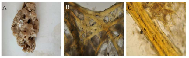 Sarcotragus n. sp. 11 A, Entire animal; B, Surface skeletal structure; C, Primary fibres