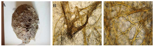 Sarcotragus n. sp. 12 A, Entire animal; B, Surface skeletal structure; C, Secondary fibres