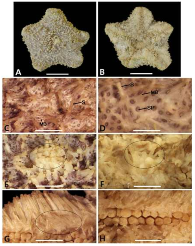 Diplopteraster multipes. A. dorsal view; B. ventral view; C, D. supradorsal membrane: dorsal spine (S), muscle band (MB), spiracles (SP); E. osculum covered with spines (circle); F. oral spines (circle); G. adambulacral spines (circle); H. tube feet. Scale bars: A, B = 1cm; C-H = 1mm