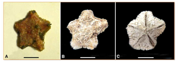 M. paucispinus. A, Abactinal side (live); B, Abactinal side (alcohol); C, Actinal side. Scale bars: A-C= 1cm