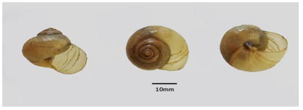 Acusta despesta agada n. sp. Lateral, dorsal and ventral view