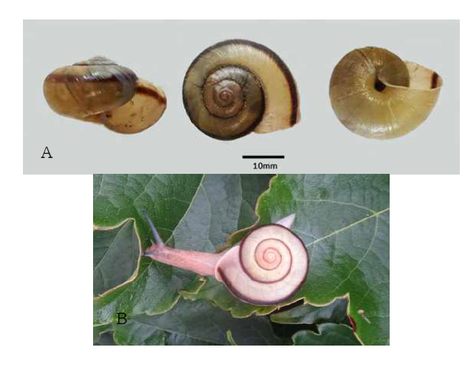 Koreanohadra koreana jangdoensis n. sp. Lateral , dorsal and ventral view (A), and Ecological photogrape (B)