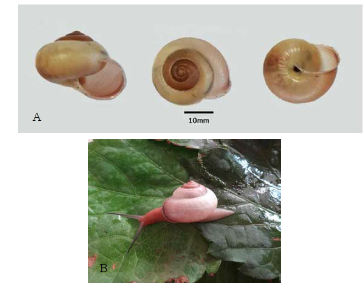 Koreanohadra kurodana soyoensis. Lateral , dorsal and ventral view (A), and Ecological photogrape (B)