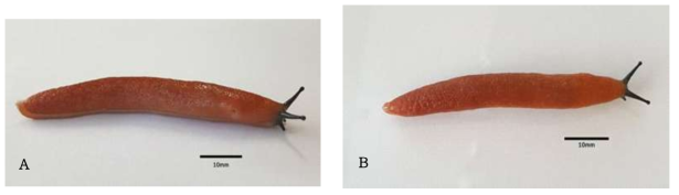 Meghimatium sp. – lateral (A) and above view (B) of a specimen from Hongdo island