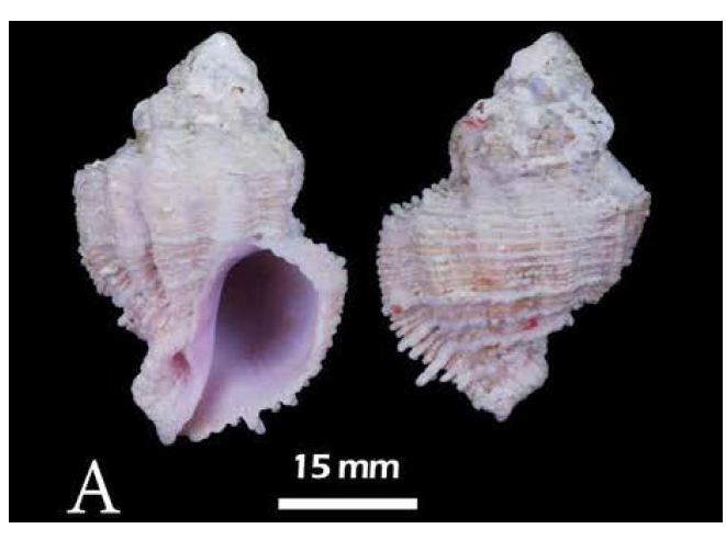 Coralliophila bulbiformis. A. Dorsal views; B. Ventral view