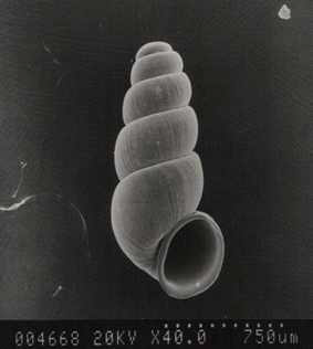 Shell body of Scanning Electron Microscope photographs of Holsingeria unthankensis