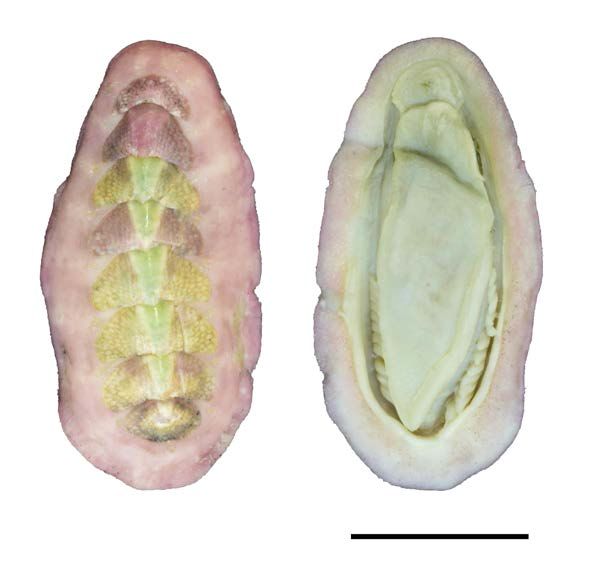 Leptoplax doederleini. Left, Dorsal view; Right, Ventral view. Scale bar=5 ㎜