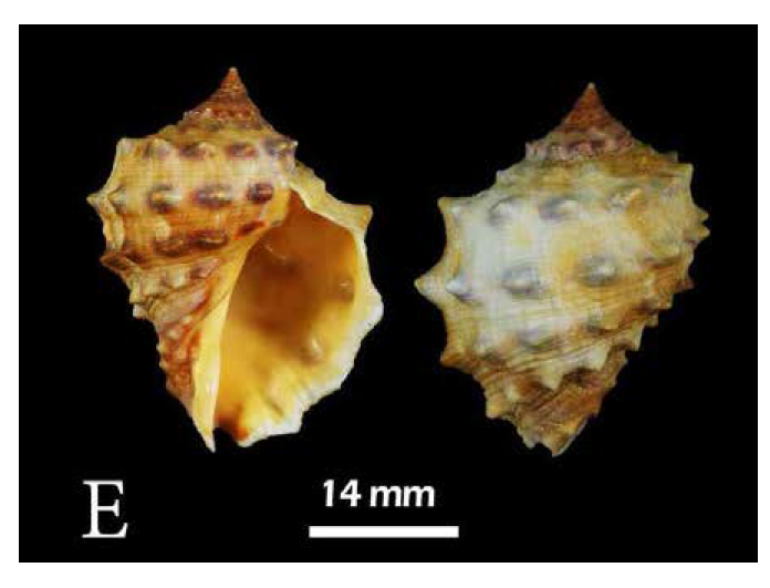 Mancinella echinulata. A. Dorsal views; B. Ventral view