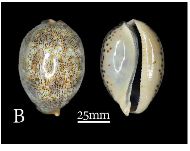 Mauritia arabica asiatica A. Dorsal views; B. Ventral view