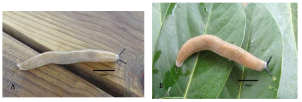 Meghimatium uniforme Laidlaw, 1937 – lateral (A) and above view (B) of a specimen from Gageodo island