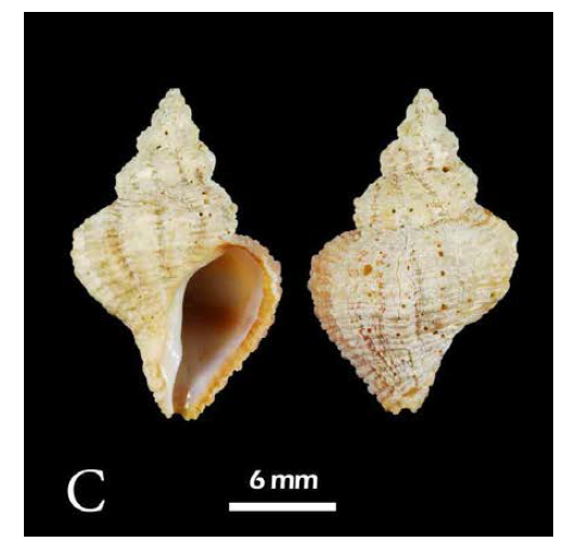 Mipus arbutum. A. Dorsal views; B. Ventral view