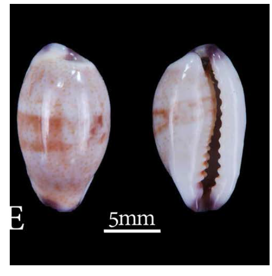 Purpuradusta fimbriata A. Dorsal views; B. Ventral view