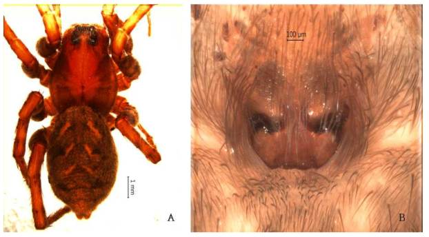 Alopecosa n. sp.: A, female, dorsal view; B, epigynum