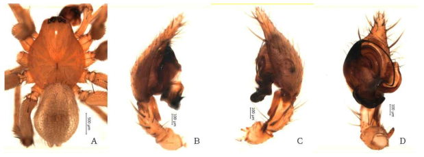 Cybaeus n. sp. 1: A, male, dorsal view; B, left palp, prolateral view; C, left palp, retrolateral view; D, left palp, ventral view