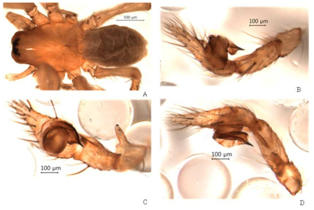Cybaeus n. sp. 2: A, male, dorsal view; B, left palp, prolateral view; C, left palp, ventralview; D, left palp, retrolateral view