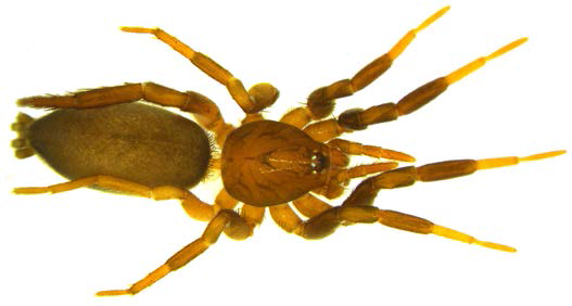 Drassyllus sp. A, female body