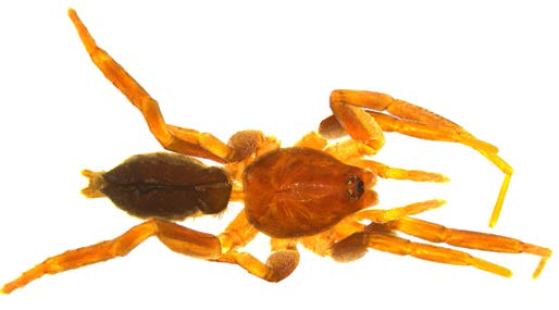 Drassyllus sp. B, female body