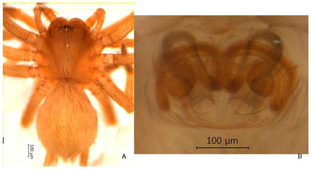 Hahnia n. sp.: A, female, dorsal view; B, epigynum
