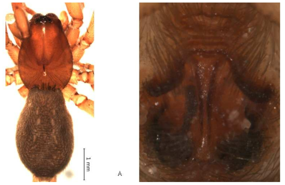 Haplodrassus n. sp. : A, female, dorsal view; B, epigynum
