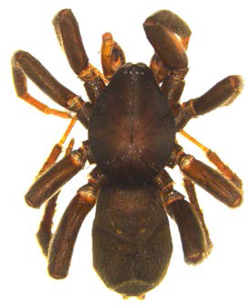 Zelotes sp. A, male body