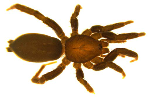 Zelotes sp. B, female body