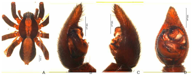 Alopecosa aculeata (Clerck, 1757): A, male, dorsal view; B, palp, prolateral view; C. ditto, retrolateral view; D. ditto, ventral view