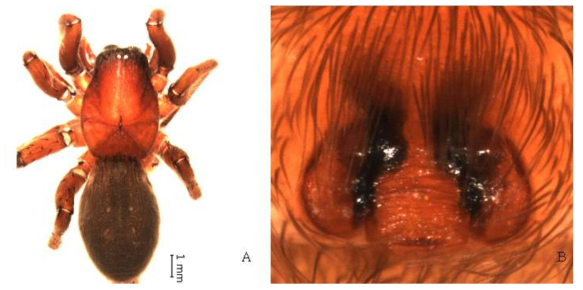 Drassodes platnicki Song, Zhu and Zhang, 2004: A, female, dorsal view; B, epigynum