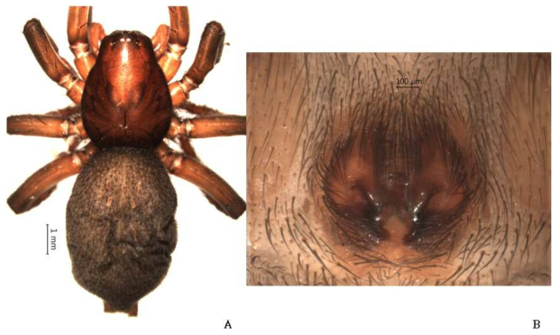 Gnaphosa inconspecta Simon, 1878: A, female, dorsal view; B, epigynum