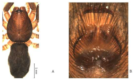 Zelotes eskovi Zhang and Song, 2001: A, female, dorsal view; B, epigynum
