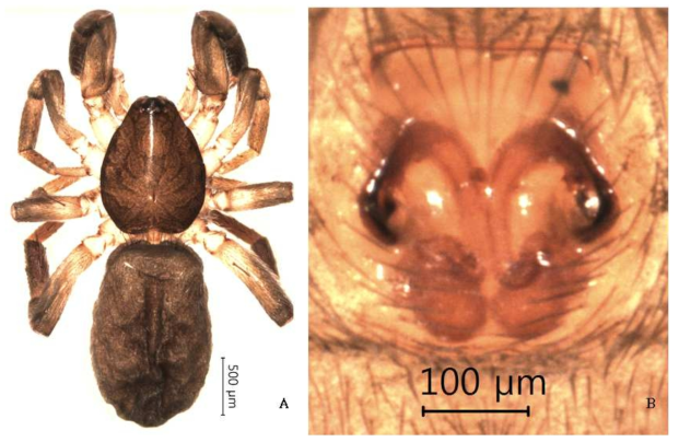 Zelotes xiaoi Yin, Bao  B, epigynum