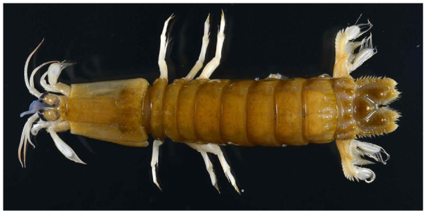 Chorisquilla n. sp. 1, Dorsal view