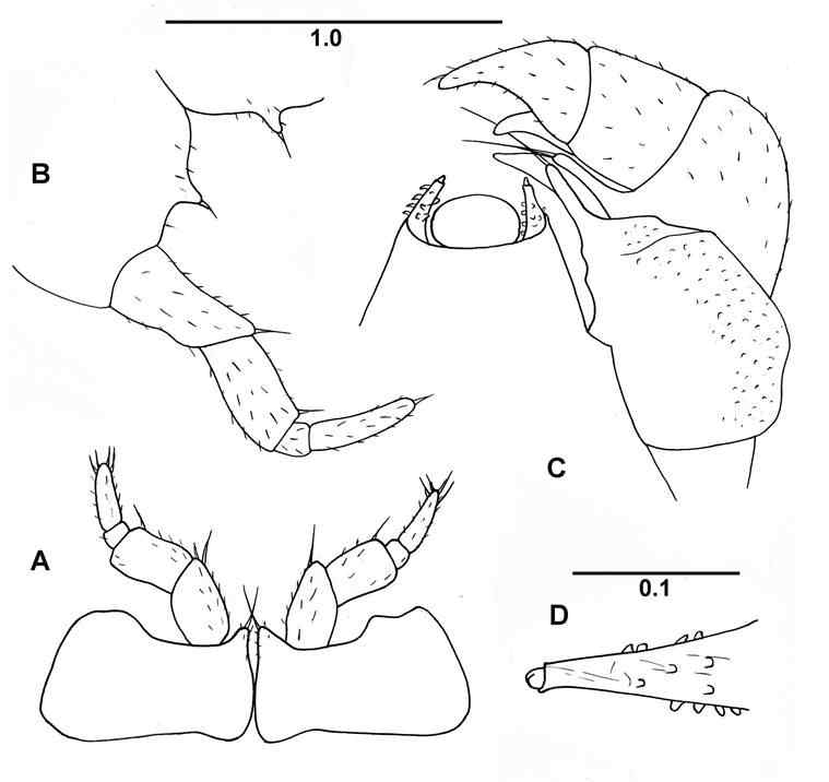 Hyleoglomeris dodongiensis n. sp., male paratype. A, leg pair 17; B, leg 18; C, telopod; D, distal part of telopod syncoxital lateral horn. Scales in mm
