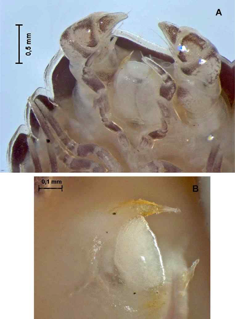 Hyleoglomeris dodongiensis n. sp., male paratype. A, telopods; B, telopod syncoxital lobe flanked by two lateral horns, ventral view
