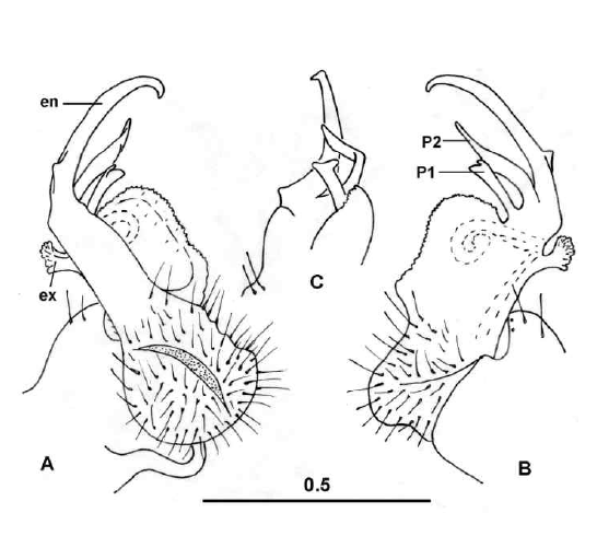 Epanerchodus alienus n.sp., male paratype. A, gonopod, mesal view; B, gonopod, lateral view; C, distal part of gonopod, caudoventral view; en, telopodite (= endomere in terms of Golovatch, 2014, 2015); ex, outer horn (= exomere in terms of Golovatch, 2014, 2015); P1, postfemoral process (= process P1 in terms of Golovatch, 2014, 2015); P2, additional process (= process P2 in terms of Golovatch, 2014, 2015). Scale in mm