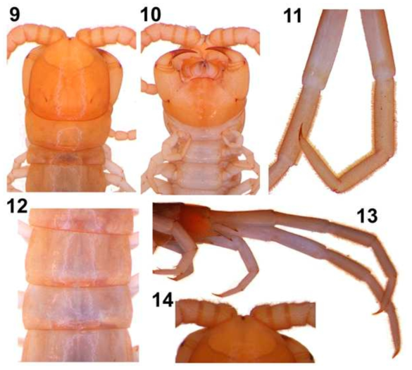 Scolopocryptops mushashiensis Shinohara, 1984: 9, head and anterior trunk segments, dorsal; 10, head, forcipular segment and first trunk segments, ventral; 11, distal articles of ultimate legs, ventrolateral; 12, tergites 5-6, dorsal; 13, posterior end of body, lateral; 14, basal articles of antennae, dorsal