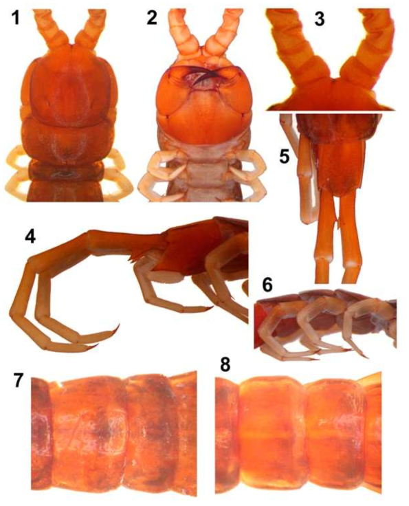 Scolopocryptops nigrimaculatus Song, Song  2, head, forcipular segment and first trunk segments, ventral; 3, basal articles of antennae; 4, posterior end of body, lateral; 5, tergite 23 and prefemur of ultimate leg, dorsal; 6, legs 19-21, lateral; 7, tergites 5-6, dorsal; 8, tergites 20-21, dorsal